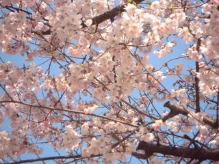花園神社の桜の写真