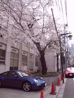 桜の写真