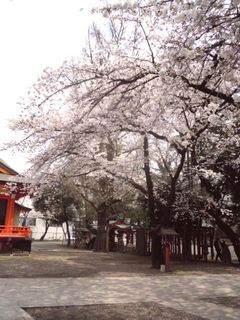 花園神社の桜