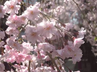 花園神社のしだれ桜