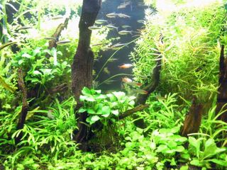 新宿サブナードのミニアクアリウム