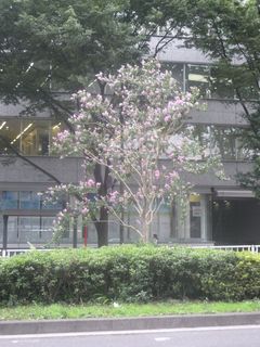ピンクの花をつけた街路樹