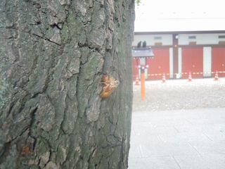 花園公園のセミの抜け殻