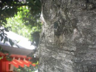 花園神社のミンミンゼミ