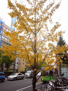 街路樹のイチョウ
